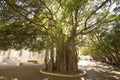 The old tree in the courtyard of the American University of Beirut. Beirut, Lebanon