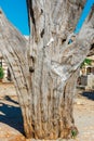 Old tree in the courtyard of the basilica Arkadi monastery on Crete Royalty Free Stock Photo