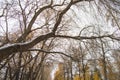 An old tree covered with the first snow bent over the alley in the Park