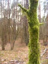 Old tree covered by going green moss