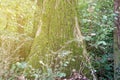 Old tree, covered with moss fairy tale fine art spooky fantasy color outdoor image