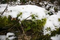 Old tree covered with moss, snow and winter scenery Royalty Free Stock Photo