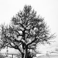 Old tree covered with snow in winter, black-and-white-photography