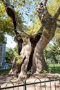 Old tree. Old cracked tree with a big hollow. An ancient plant Royalty Free Stock Photo