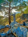 Old tree in Crimean mountains