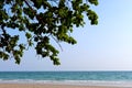 branch above a sunlit green landscape by the sea