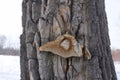 Old tree with cutaway mushroom . Fungus on Decaying Wood. Mushroom  names tinder fungus, tinder conk, tinder polypore, ice man Royalty Free Stock Photo