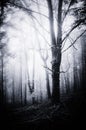 Old tree in dark haunted forest with fog on Halloween Royalty Free Stock Photo