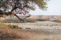 Old tree in the desert with morning light. Mountains in background blurred.Namibe, Angola. Royalty Free Stock Photo