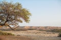 Old tree in the desert with morning light. Mountains in background blurred.Namibe, Angola. Royalty Free Stock Photo