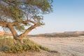 Old tree in the desert with morning light. Mountains in background blurred.Namibe, Angola. Royalty Free Stock Photo