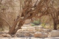 Old Tree in the Desert Oasis of Ein Gedi Royalty Free Stock Photo