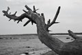 Black and white image of dry tree on the seaside Royalty Free Stock Photo