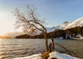 An old tree with dry branches at the water side Royalty Free Stock Photo