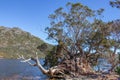 Old tree on the edge of Lake Dove in Tasmania Royalty Free Stock Photo