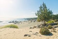 Old tree on empty wild beach on sunny day