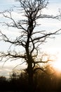 Old tree in the english garden in munich