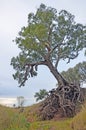 Old tree with exposed tangled roots