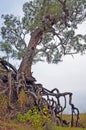 Old tree with exposed tangled roots