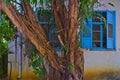 An old tree and Facade with blue windows and shutters in Zichron Yaakov Royalty Free Stock Photo