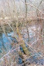 Old tree fallen across stream