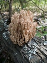 A mushroom similar to a marine plant.