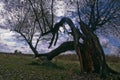 Old tree in the field