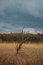 Old tree in the field and forest in the background. Cloudy. Blues sky. Nature of Latvia Royalty Free Stock Photo