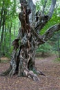 Old tree in forest Royalty Free Stock Photo