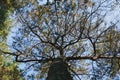 Old tree in the forest against blue sky close up. Natural backgrounds Royalty Free Stock Photo