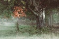 Old tree in the forest. Foggy autumn landscape. Idyllic, romantic scenery. Painting-like image with soft colors. Beautiful nature Royalty Free Stock Photo