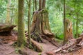 Old tree in the forest with natural wood debis on the ground Royalty Free Stock Photo