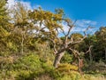 Old tree in the forest near the Baltic Sea Royalty Free Stock Photo