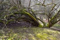 Old tree in a forest in the state Brandenburg in Germany, on a cold day in March Royalty Free Stock Photo
