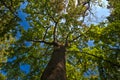 Old Tree In The Forest