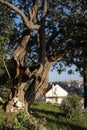 An old tree and a fragment of a typical Croatian house on the island of Hvar, Croatia