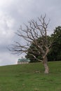 Old tree in front of the Hermitage, Eremitageslottet, JÃÂ¦gersborg Dyrehave, Denmark