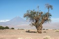 Old tree front of Volcano Licancabur, Atacama Royalty Free Stock Photo