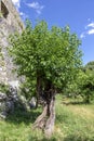 Old tree in garden at Banne village in Ardeche