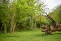 An old tree in the green Royalty Free Stock Photo