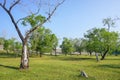 Old tree and green grass under blue skies Royalty Free Stock Photo