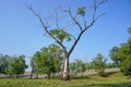 Old tree and green grass under blue skies Royalty Free Stock Photo