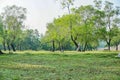 Old tree and green grass under blue skies Royalty Free Stock Photo