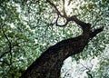 Old tree green leaves and sunshine Royalty Free Stock Photo