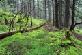 Old tree and green moss in forest Royalty Free Stock Photo