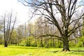 Old tree in a green park - summer day Royalty Free Stock Photo