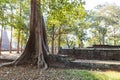 Old Tree Grow in Laterite Stupa Foundation at Wat Pra Khaeo Kamphaeng Phet Province, Thailand Royalty Free Stock Photo