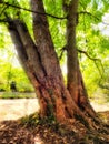 Ancient Tree over a River Royalty Free Stock Photo