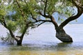 Tree in the river