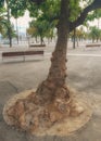 Old tree with growths on the trunk. Burls on the tree bark on the waterfront Royalty Free Stock Photo